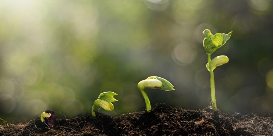 Image of Sprouting Seedling in Four Levels