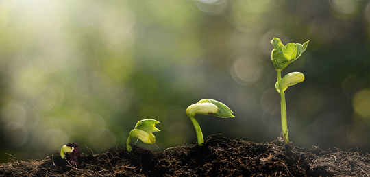 Image of Sprouting Seedling in Four Levels
